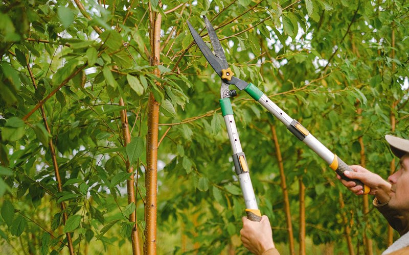 Tree trimming in Almira, WA