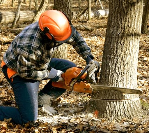 Tree Removal in Almira, WA